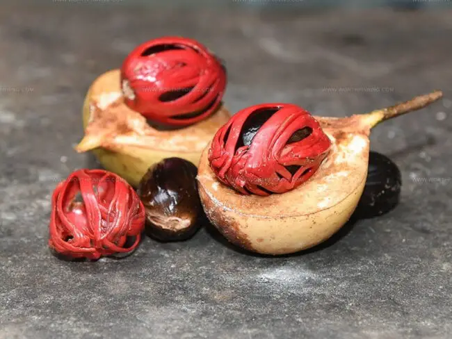 Nutmeg and Mace Differences