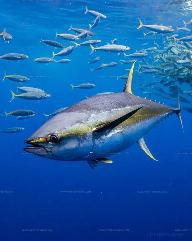 Yellowfin Tuna