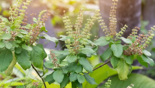Holy Basil (Tulsi)