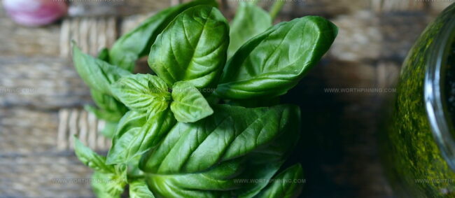 Basilico Genovese