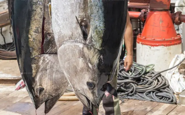 Wild Almadraba Bluefin Tuna (Atun De Almadraba)