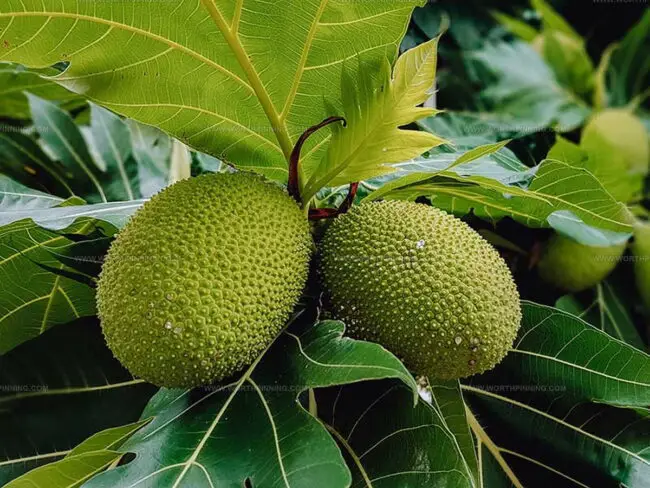 Breadfruit's Tasty Facts You've Never Heard