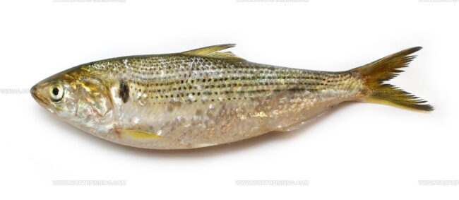 Shad