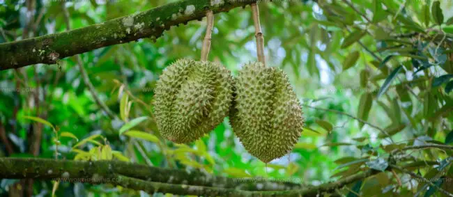 Durian