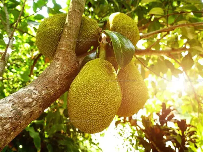 Jackfruit Secrets Everyone Should Know
