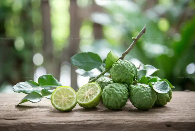 Makrut Lime