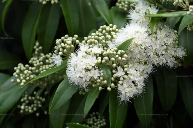 Lemon Myrtle