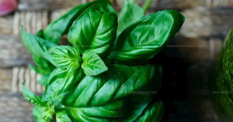 27 Fascinating Herb Varieties Every Garden Needs