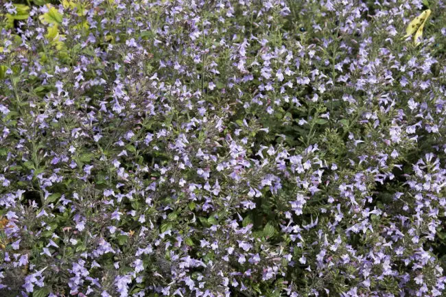 Calamint