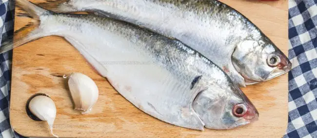 Ilish
