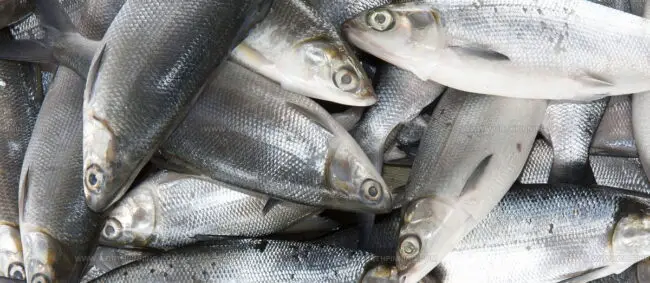 Bangus