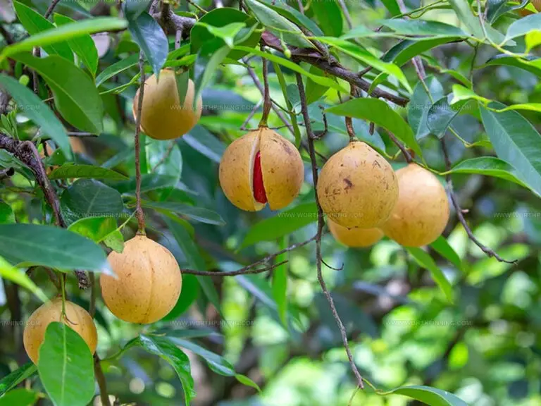 What Does Nutmeg Taste Like? A Flavorful Journey to Discover