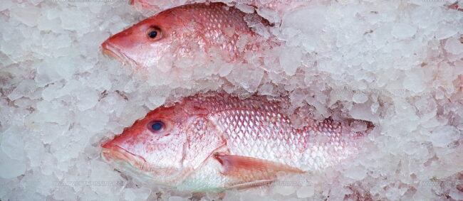 Poulet Fish