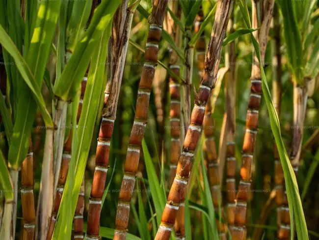 Sugarcane Plant Facts You Should Know