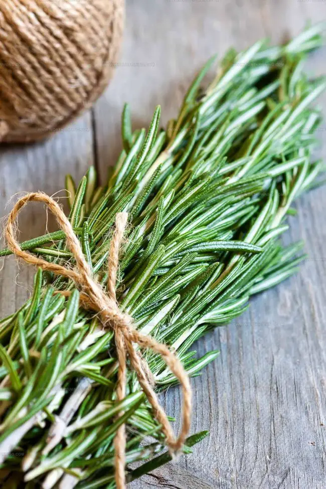 Rosemary